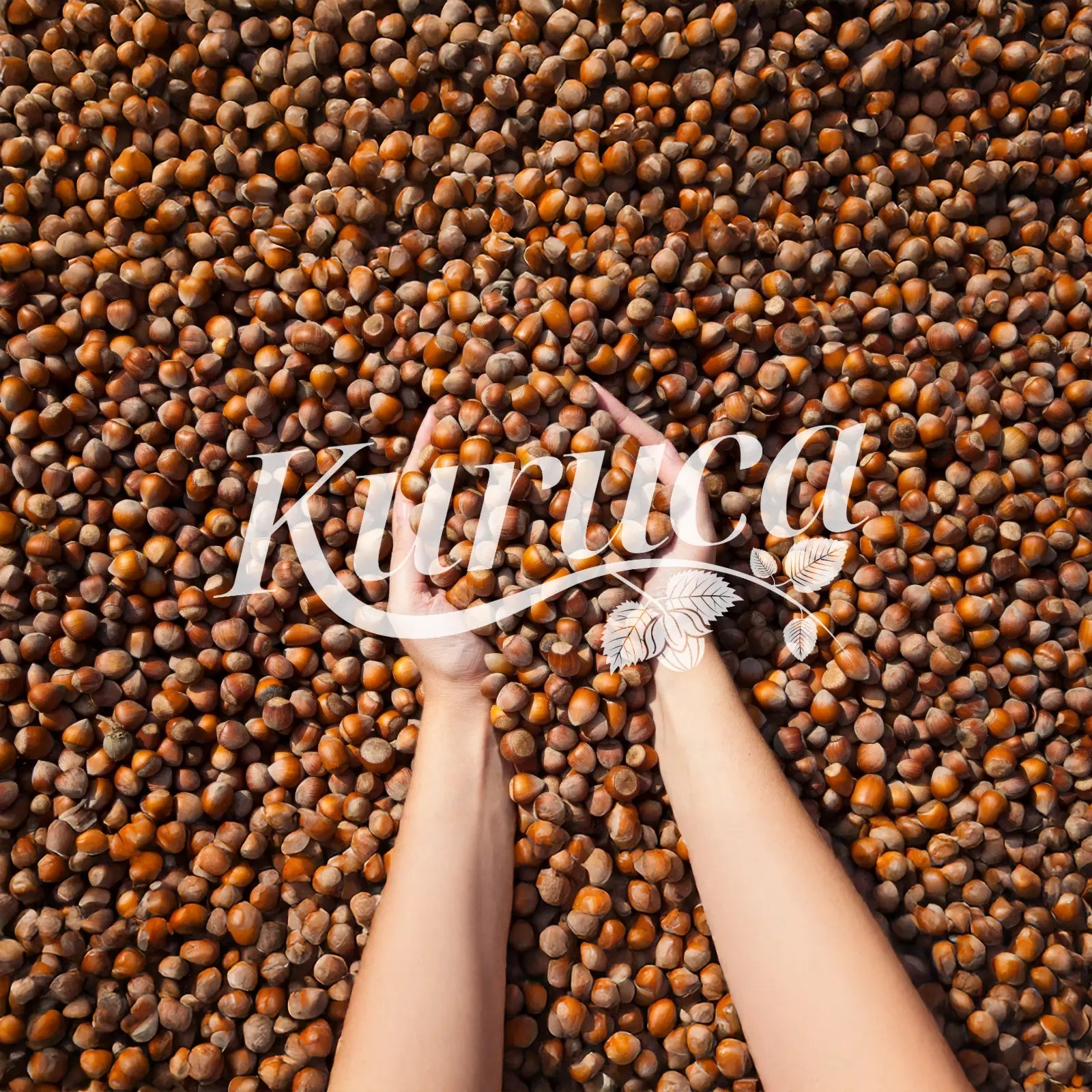 FINDIK FAYDALARI NEDİR? GİRESUN FINDIĞININ YARARLARI - Kuruca Bahçesi