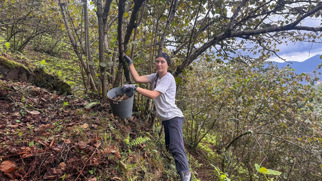 Kuruca Bahçesi Giresun'da fındık hasadı ve kadın emeği