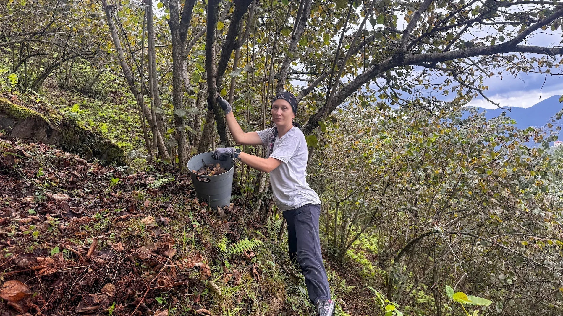 Giresun Fındık Hasadı 2025 | Espiye’de Kuruca Bahçesi’nden Notlar - Kuruca Bahçesi
